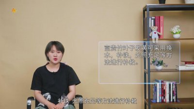 ​土培富贵竹叶子发黄怎么救 富贵竹叶子发黄怎么回事