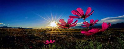 ​格桑花的花语和象征 格桑花花语是什么?