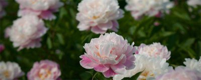 ​芍药花语和象征意义 芍药的花语和象征