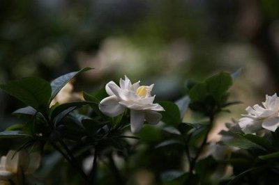 ​栀子的功效及用途 栀子的功效与主治