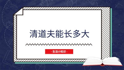 ​清道夫一年能长多少厘米 清道夫最长可以长到多少米?