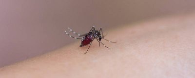 ​请问四害是指哪四害 除四害指什么