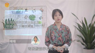 ​灰白寄居蟹水养还是干养好看 灰白寄居蟹是不是陆生寄居蟹