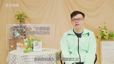 ​梭梭树是什么样子的 梭梭树什么样子