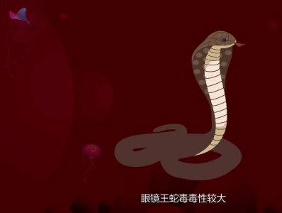 ​世界上最大的毒蛇是什么（眼镜蛇是自然界最大的毒蛇吗）
