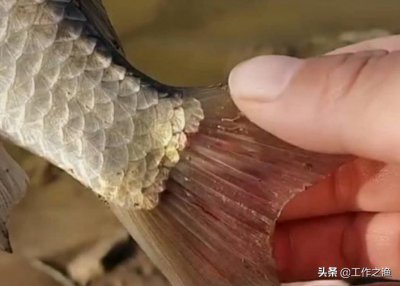 ​鲫鱼尾巴上有红血丝是寄生虫吗（鲫鱼尾巴有红线怎么回事）
