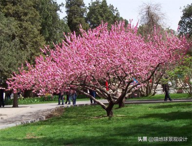 ​小乔木有哪些树种（适合庭院种植的小乔木的品种简介）