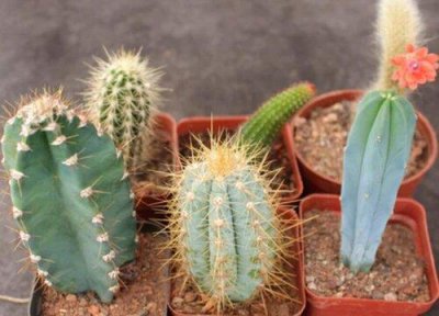 ​常见仙人柱有几种品种（仙人柱图片大全及名称）