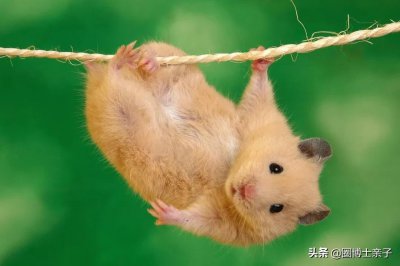 ​仓鼠喜欢什么玩具（仓鼠为什么有喜欢转滚轮的习性）