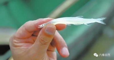 ​面条鱼和银鱼的区别（银鱼怎么做最好吃营养价值高吗）