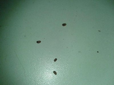 ​家里出现小飞虫找不到源头怎么办