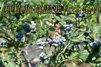 ​蓝莓生长环境条件PH条件和季节（蓝莓生长所需要的土壤环境）
