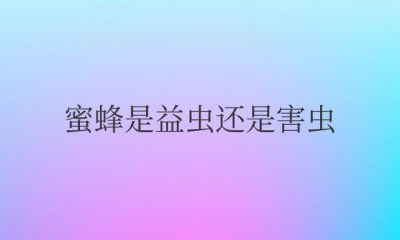 ​蜜蜂是益虫还是害虫