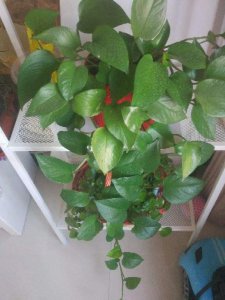 ​家里养绿萝到底吉不吉利（家里养绿萝有什么忌讳吗）
