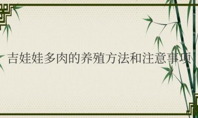 ​吉娃娃多肉的养殖方法和注意事项