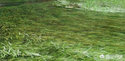 ​长满底层水草的河怎么钓鱼（野河水草太多怎么钓鱼)