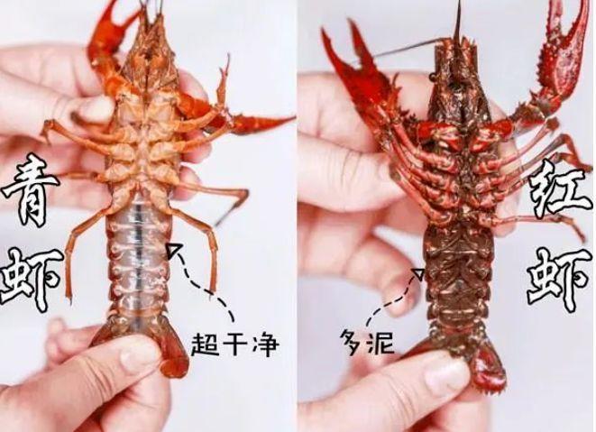 买小龙虾时，“青色”和“红色”有什么区别？学会了就别乱买了