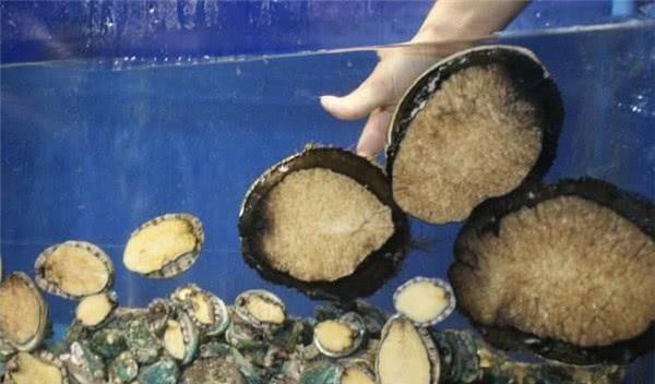 40万天价菜单中，那个卖出10万块钱的“半头鲍”是什么东西