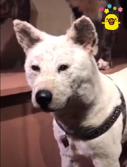 《忠犬八公》狗狗原型，死后做成标本供人观赏，感动成千上万人！