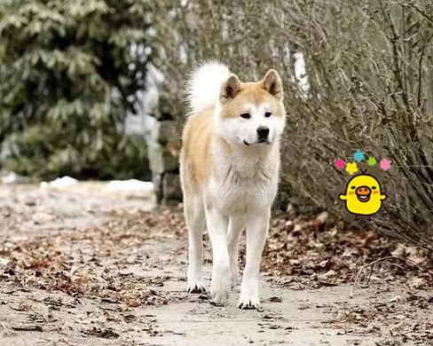《忠犬八公》狗狗原型，死后做成标本供人观赏，感动成千上万人！