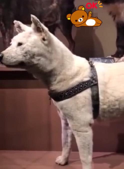 《忠犬八公》狗狗原型，死后做成标本供人观赏，感动成千上万人！