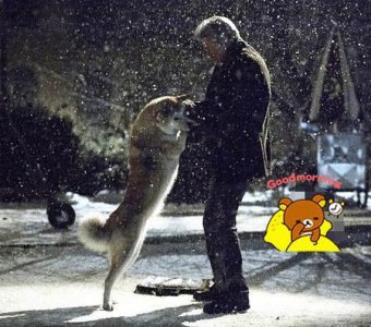 ​《忠犬八公》狗狗原型，死后做成标本供人观赏，感动成千上万人！