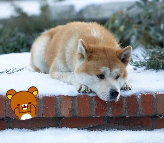 《忠犬八公》狗狗原型，死后做成标本供人观赏，感动成千上万人！