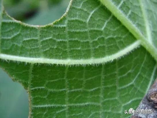金皮树外表无毒无害，是被公认世界最毒树之一，被刺如硫酸般灼烧