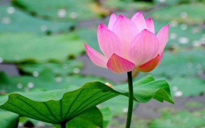 ​明日入伏，今年三伏天多少天？老人说“入伏有5怕”，为何？