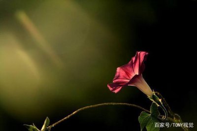 ​构图是什么？摄影时怎么构图？