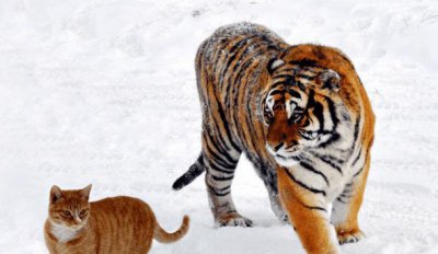 ​猫和老虎是什么关系, 把它们放一起会怎么样呢