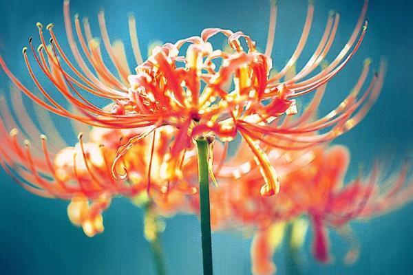 石蒜和彼岸花是什么关系？