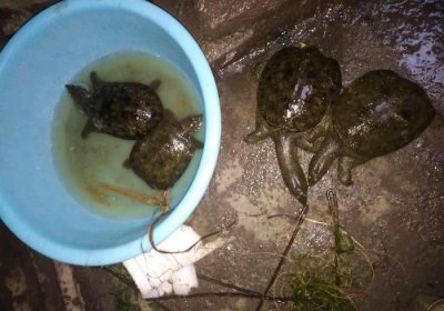 ​猪肝才是钓甲鱼的“秘密武器”，配合这种钓法，每天晚上能钓很多
