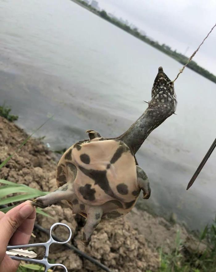 猪肝才是钓甲鱼的“秘密武器”，配合这种钓法，每天晚上能钓很多