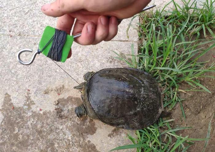 猪肝才是钓甲鱼的“秘密武器”，配合这种钓法，每天晚上能钓很多