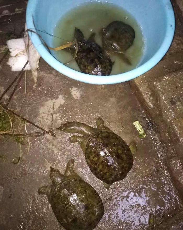 猪肝才是钓甲鱼的“秘密武器”，配合这种钓法，每天晚上能钓很多