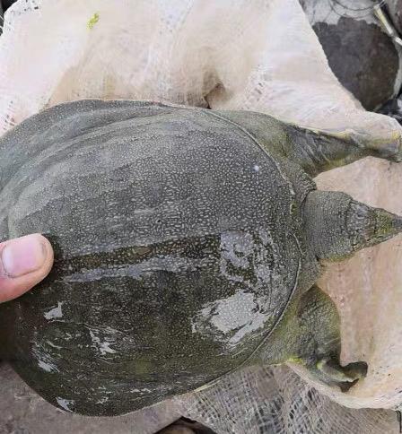 猪肝才是钓甲鱼的“秘密武器”，配合这种钓法，每天晚上能钓很多