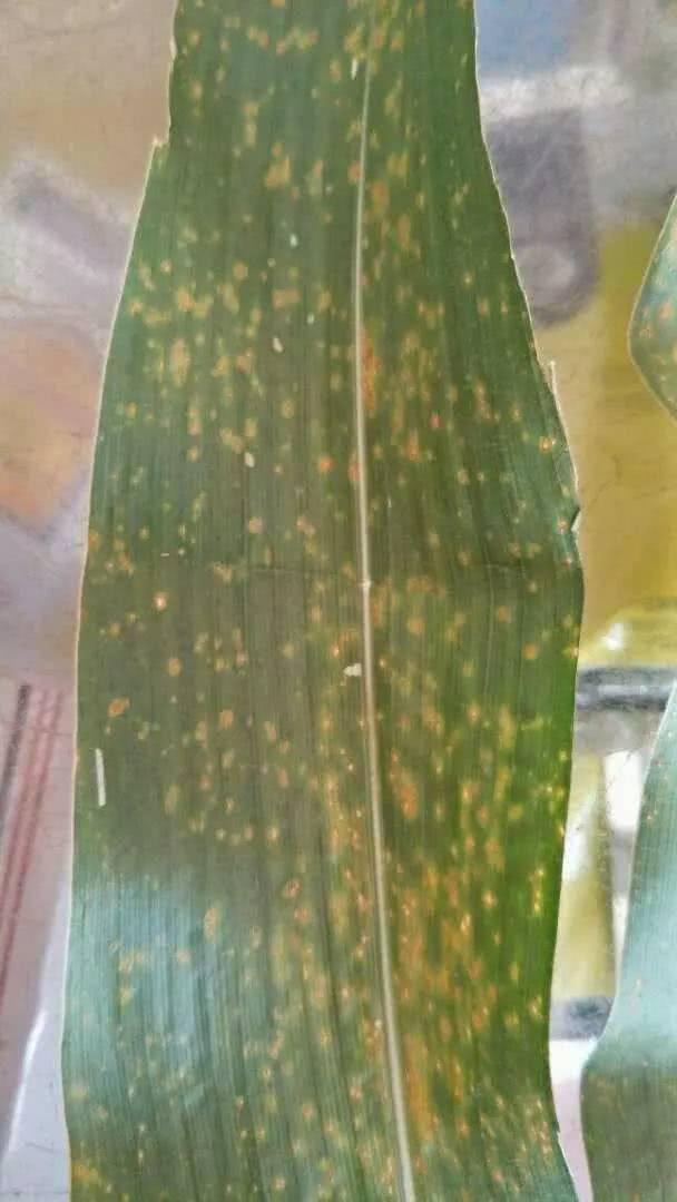 玉米病害高清图谱，看得一清二楚！你认识吗？