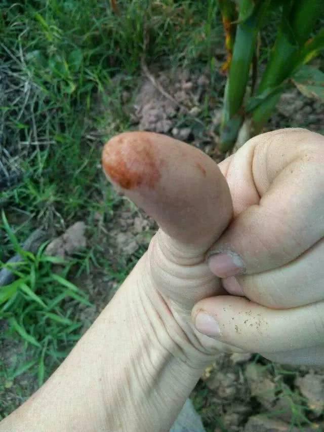 玉米病害高清图谱，看得一清二楚！你认识吗？