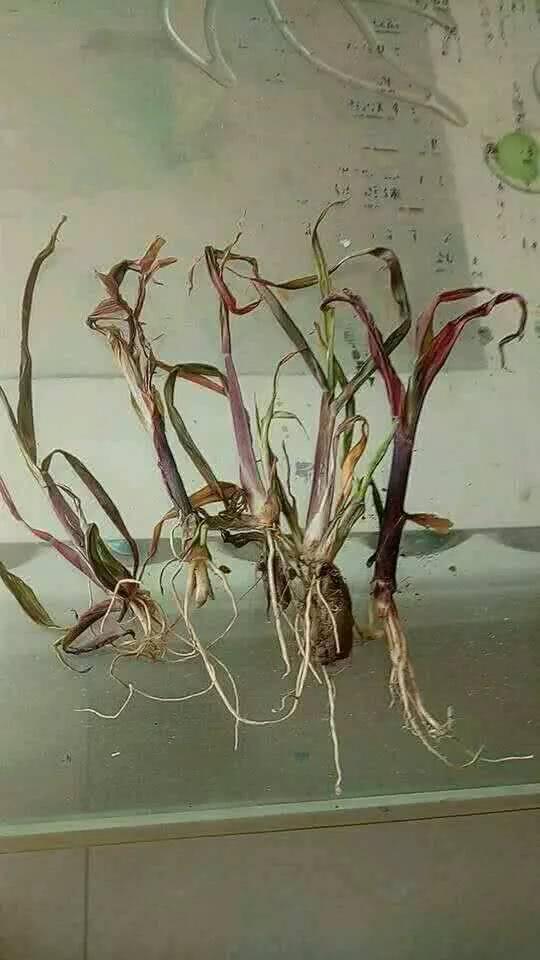 玉米病害高清图谱，看得一清二楚！你认识吗？
