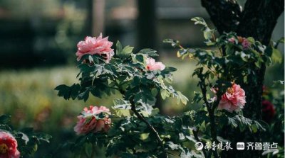 ​探访菏泽曹州牡丹园：隔屏闻花香 “云”端赏牡丹