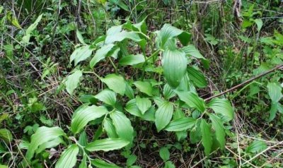 ​曾经常被当成杂草，如今变成高档野菜，有价无市难买到！