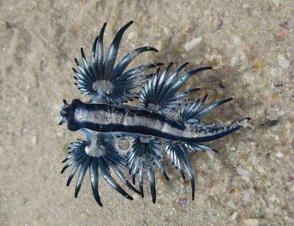这种蓝色生物被称为神话里的“海神”，外型奇特极其梦幻