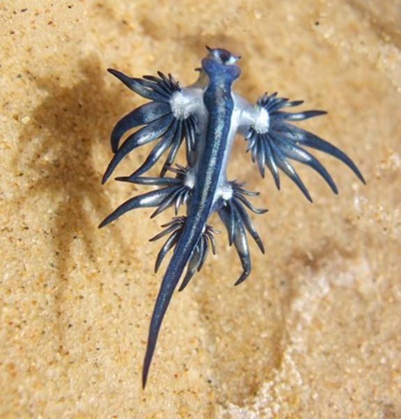 这种蓝色生物被称为神话里的“海神”，外型奇特极其梦幻