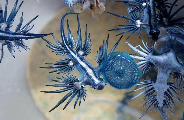 这种蓝色生物被称为神话里的“海神”，外型奇特极其梦幻