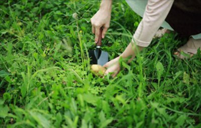 ​42种美味野菜，吃过10种的都少，不相信有人都吃过（下篇）