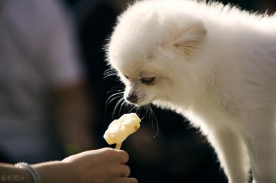 ​细数“博美犬”的优缺点，劝你看完再决定养不养