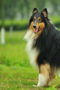 ​苏格兰丽人-柯利牧羊犬