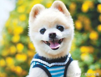 ​因卖萌而走红，史上最萌的狗宝宝，俊介SHUNSUKE萌图欣赏