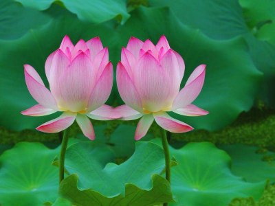 ​这菜被称为“君子菜”，炎炎夏日不可错过，凉拌清炒，好吃又下火